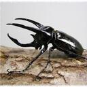 南洋大兜属(Chalcosoma)所有种简介
