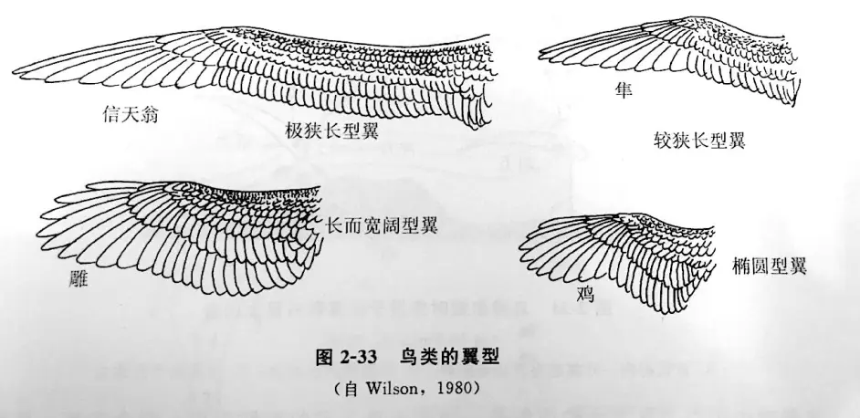 毛概 羽毛的结构与辨识概述 第二版 哔哩哔哩