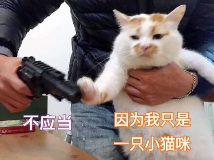 猫咪半夜在叫 不一定是发情 还有这几个真相 哔哩哔哩