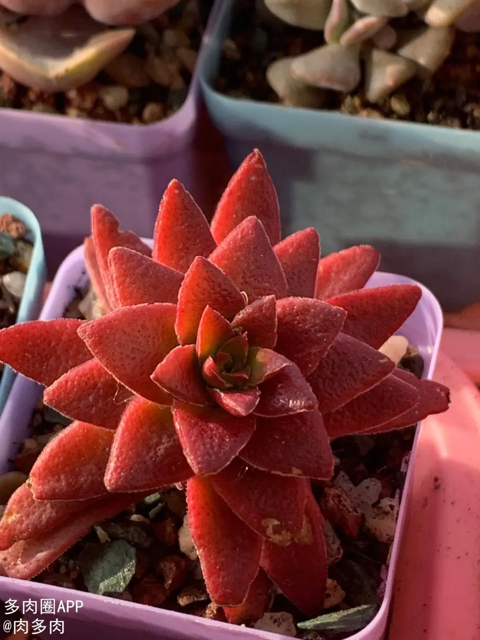 室内如何养护多肉 新手宝宝们必须要知道 哔哩哔哩