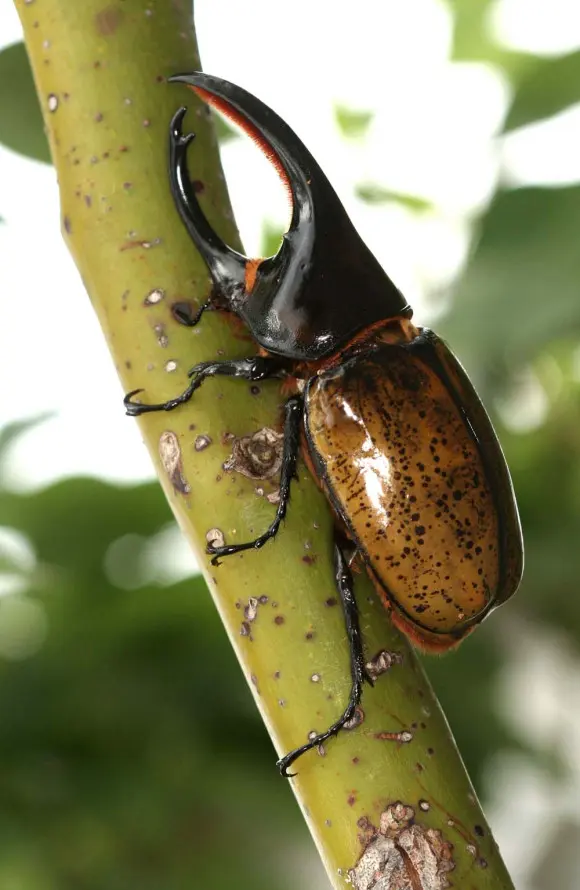 长戟大兜属 Dynastes 种与亚种简介 哔哩哔哩