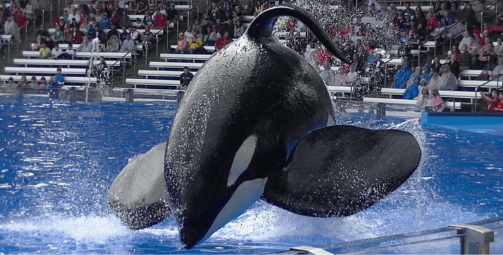 【名鲸故事】"黑鲸"tilikum(提里库姆)