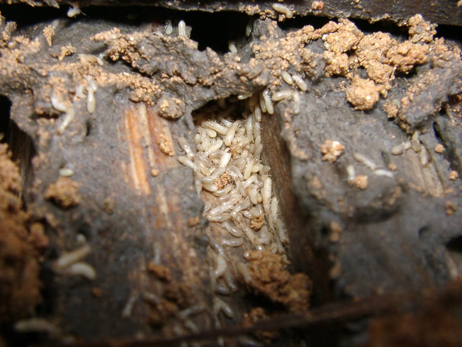 广州增城区家庭装修防白蚁方法