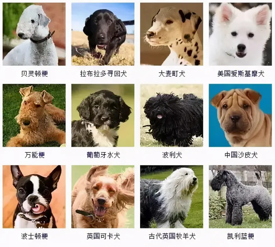 养品种犬 居然还有这些遗传病 你都清楚吗 哔哩哔哩