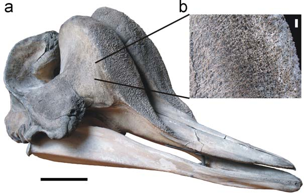 瓶鼻鲸bottlenose whale一般而言指的是喙鲸科瓶鼻鲸属的两种喙鲸,也