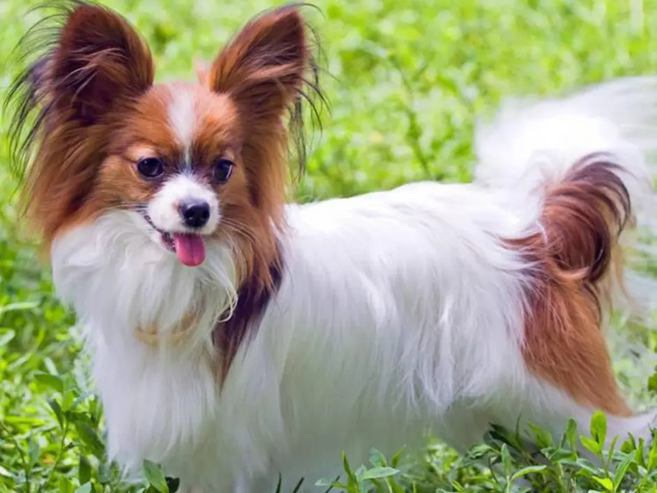 公认 运动量小 的狗 在家也能玩累 最适合懒人 哔哩哔哩