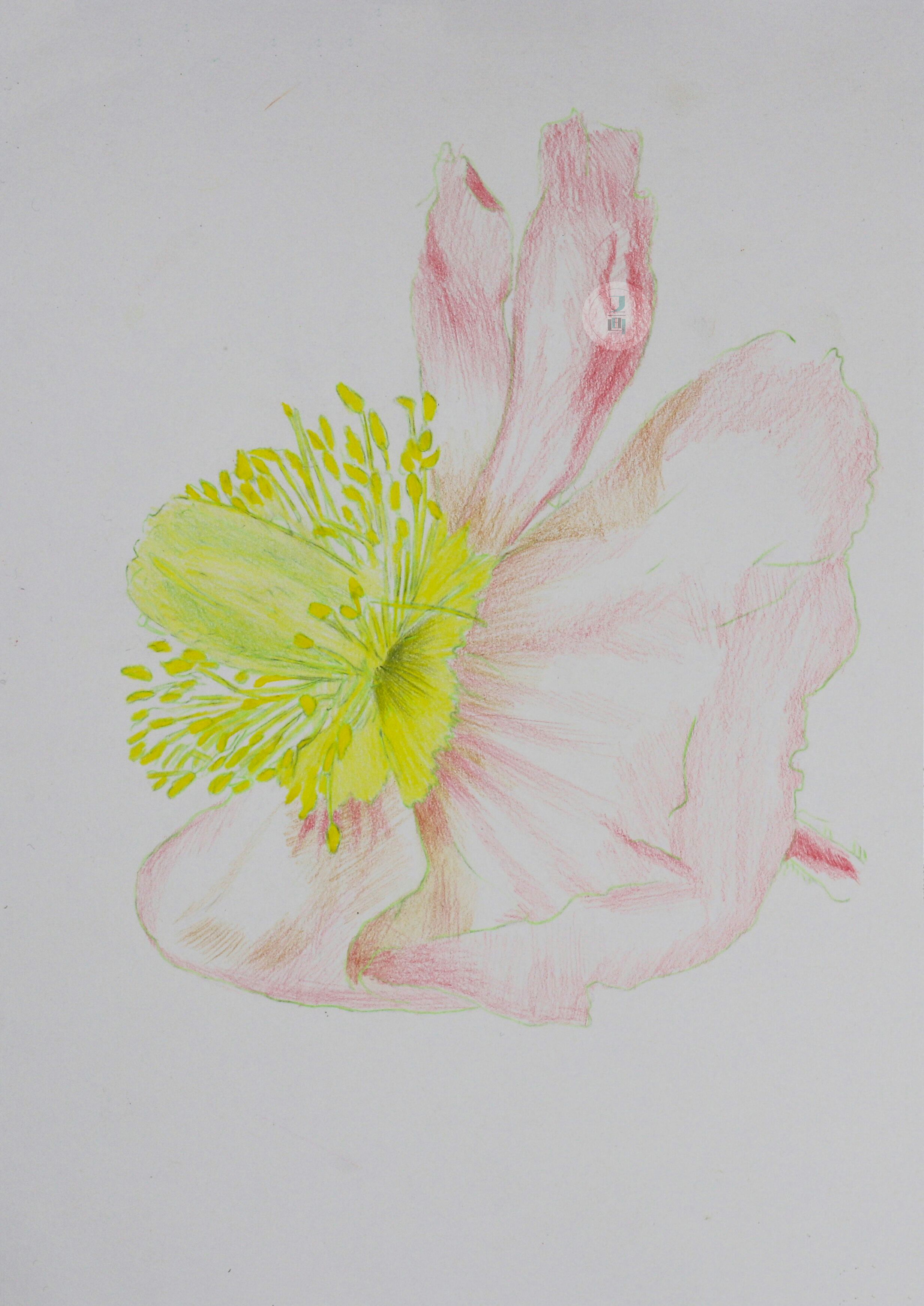 彩铅| 虞美人图文教程 | 简单易学