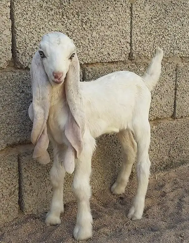 慎入 小时候长得眉清目秀长大后变成车祸现场的大马士革羊damascus Goat 哔哩哔哩 慎入 小时候长得眉清目秀长大后变成车祸现场的大马士革羊damascus Goat 哔哩哔哩