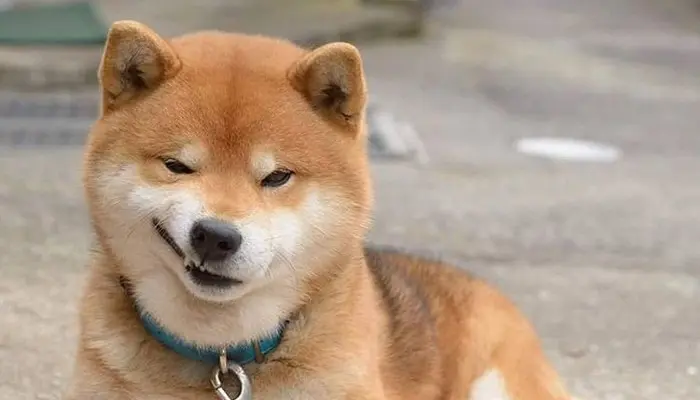 关于柴犬的种类你都了解吗 哔哩哔哩