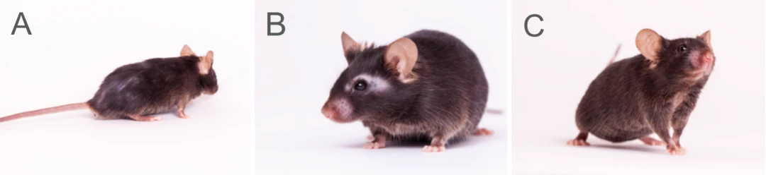 老龄鼠(老年鼠)与老化研究 哔哩哔哩