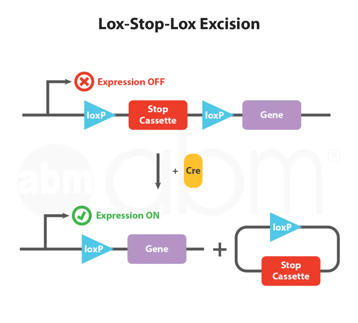 条件性基因编辑——Cre-LoxP系统【自学】 - 哔哩哔哩