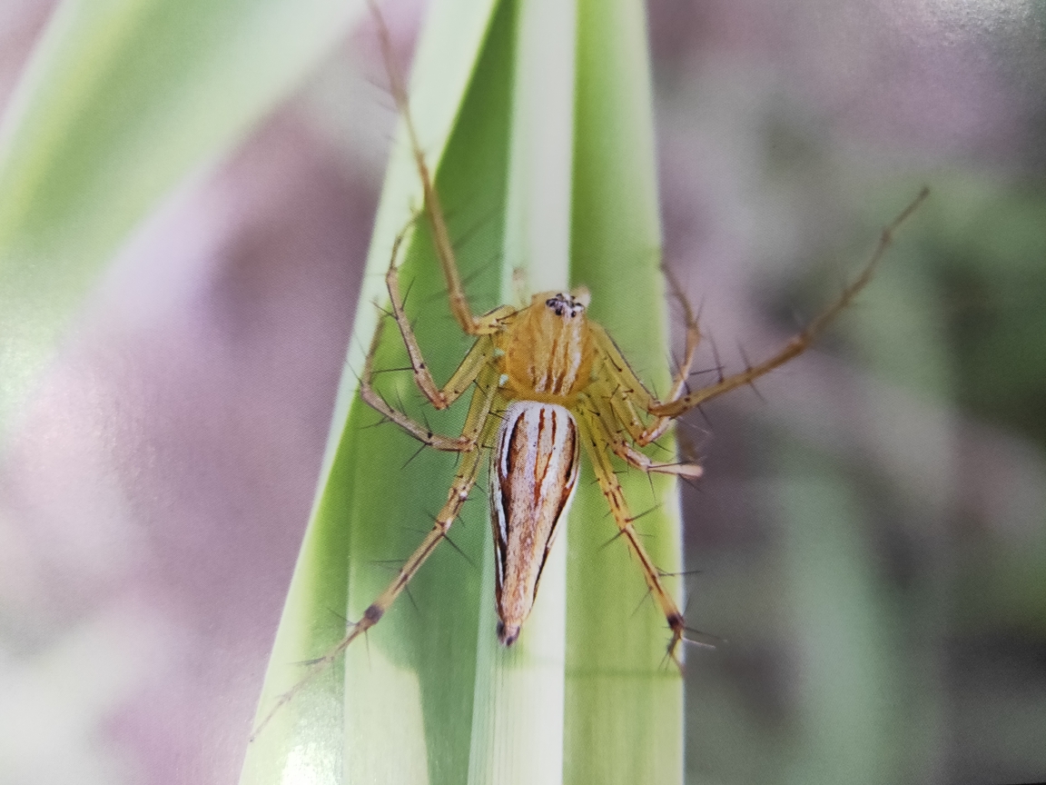 草丛中五颜六色的刺客猫蛛