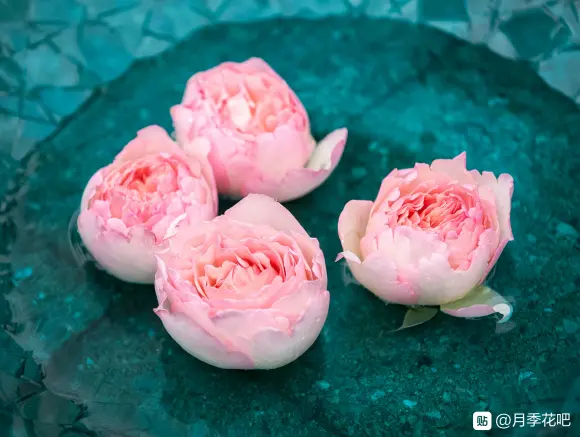 搬运 月季 摩纳哥王妃夏琳 浪漫俳句 哔哩哔哩