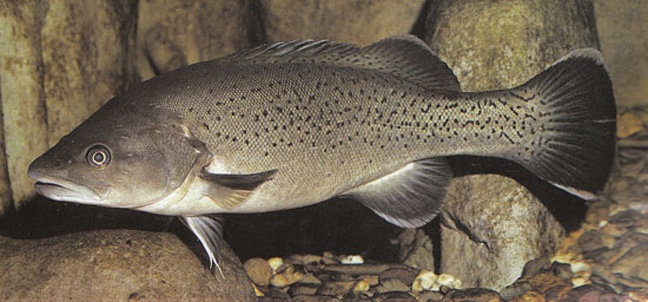 南半球的鲈鱼真鲈科物种总览