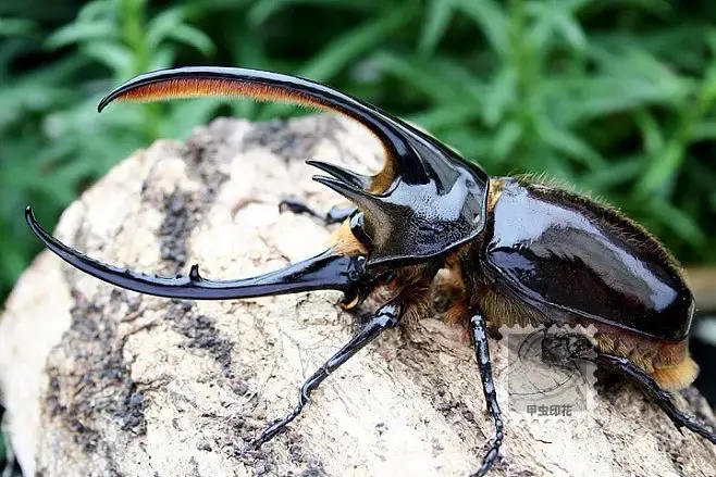 飞行海神大兜虫折纸教程