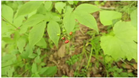 元力参堂 人参花和人参有区别吗 哔哩哔哩