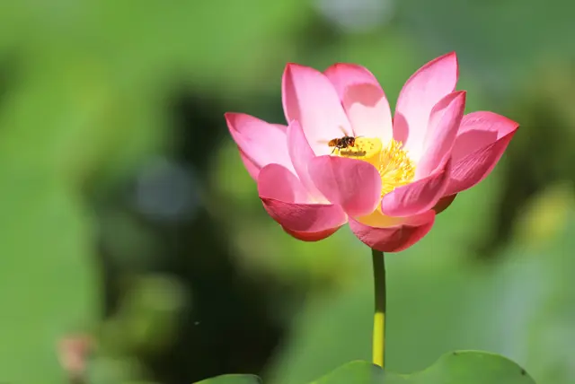 21 荷 你相约蓉城成都首届荷花季正式启动 哔哩哔哩