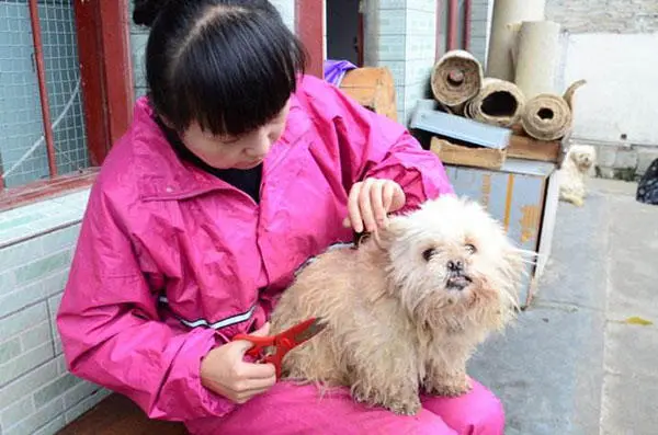 爱犬毛发打结很头疼 几个方法解决狗毛打结 做漂亮可爱的宠物犬 哔哩哔哩