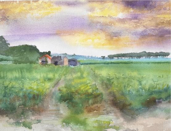 【水彩风景】法国葡萄园step by step