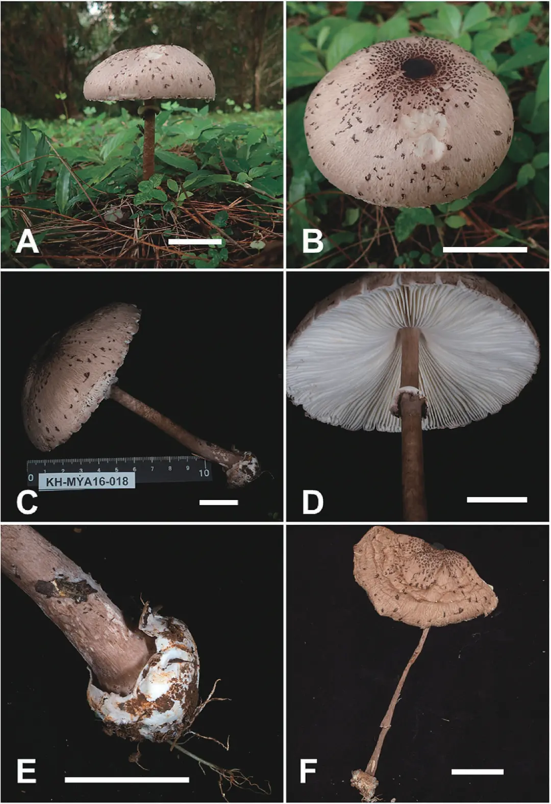 【蘑菇的分类】3.蘑菇科 大环柄菇属Macrolepiota、青褶伞属Chlorophyllum - 哔哩哔哩