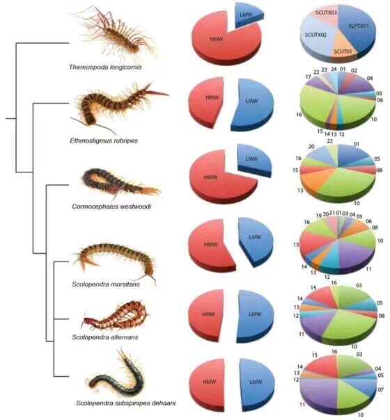 多足亚门myriapoda简要分类