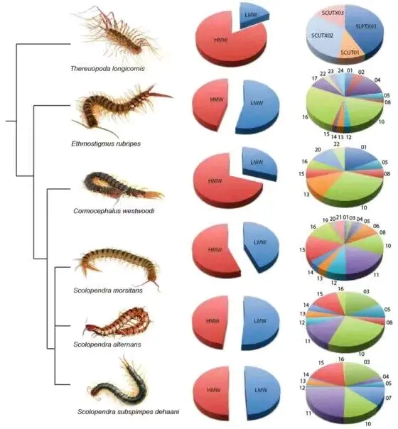 多足亚门 Myriapoda 简要分类 哔哩哔哩