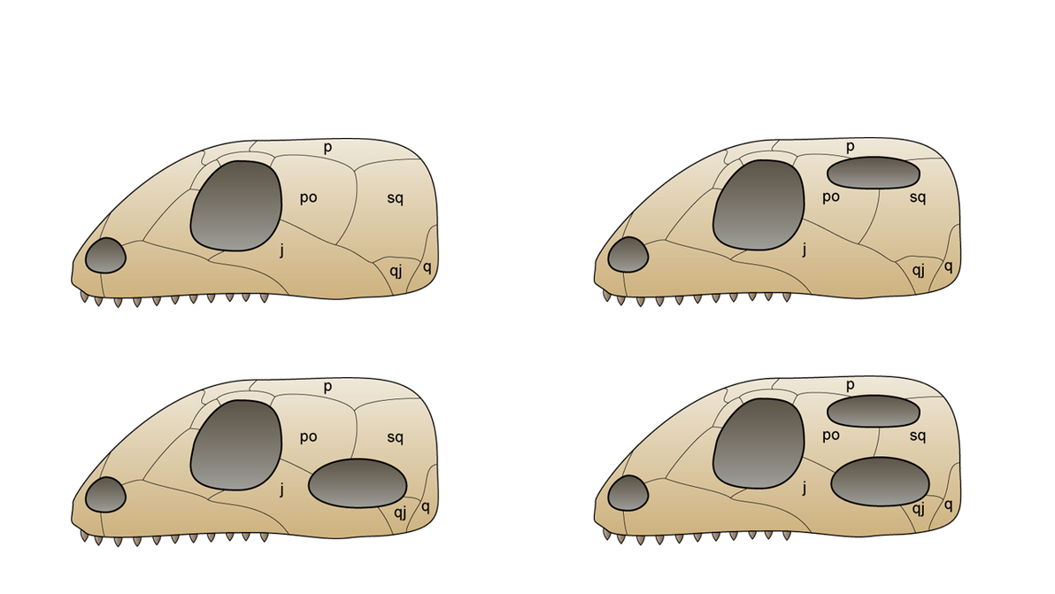 [科普讨论]从爬行动物谈新旧分类学 - 哔哩哔哩