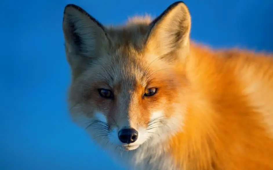 狐狸的种类简单介绍 哔哩哔哩