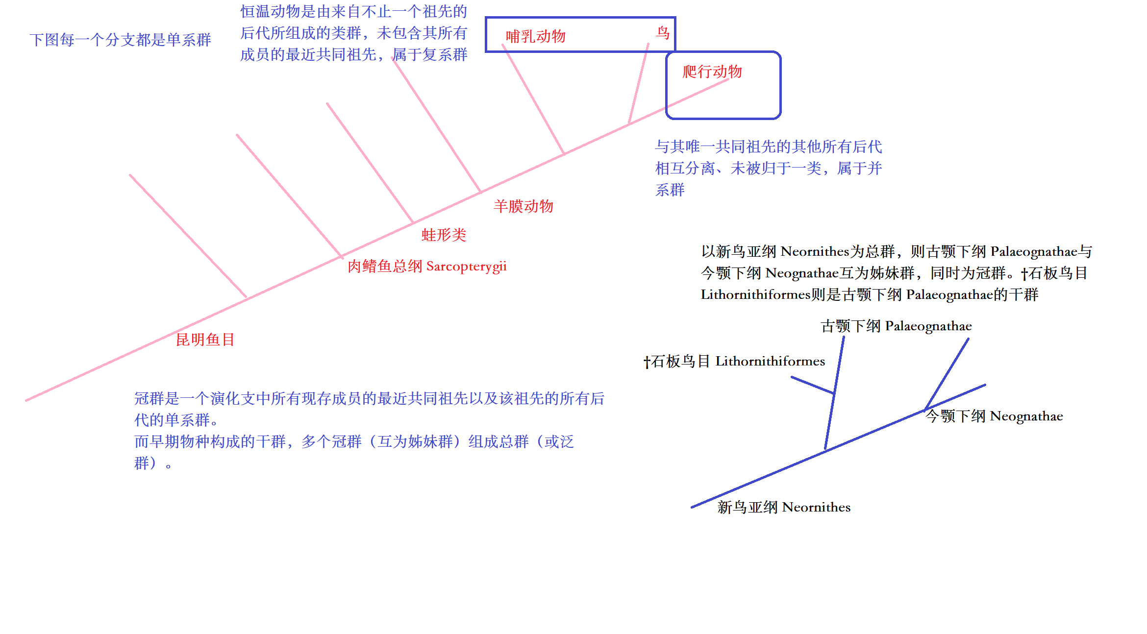 支序分类的主要概念 - 哔哩哔哩