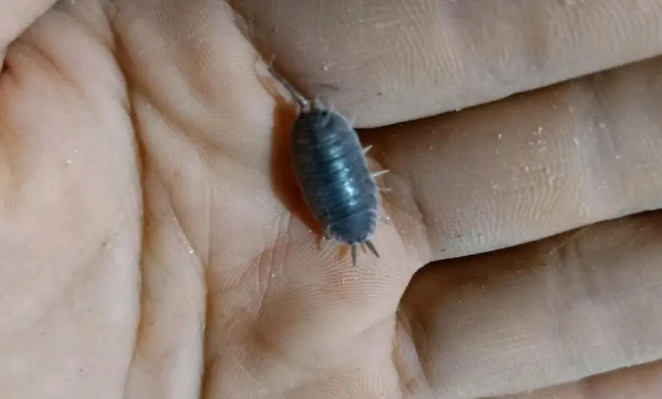 地板潮虫怎么彻底消灭 - 哔哩哔哩