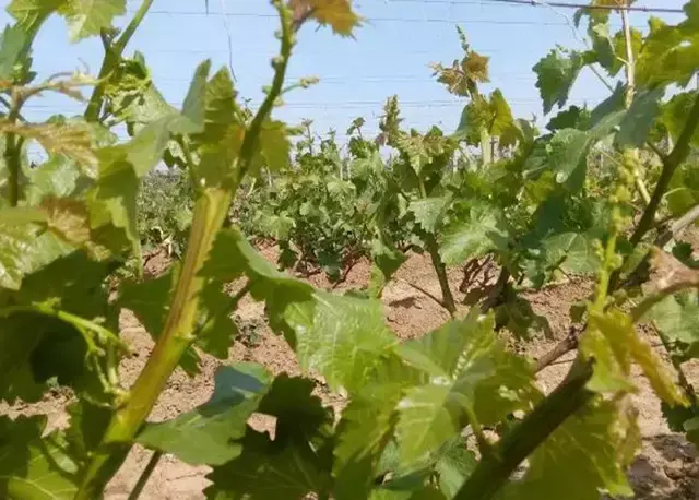 如何科学提高花芽分化 哔哩哔哩