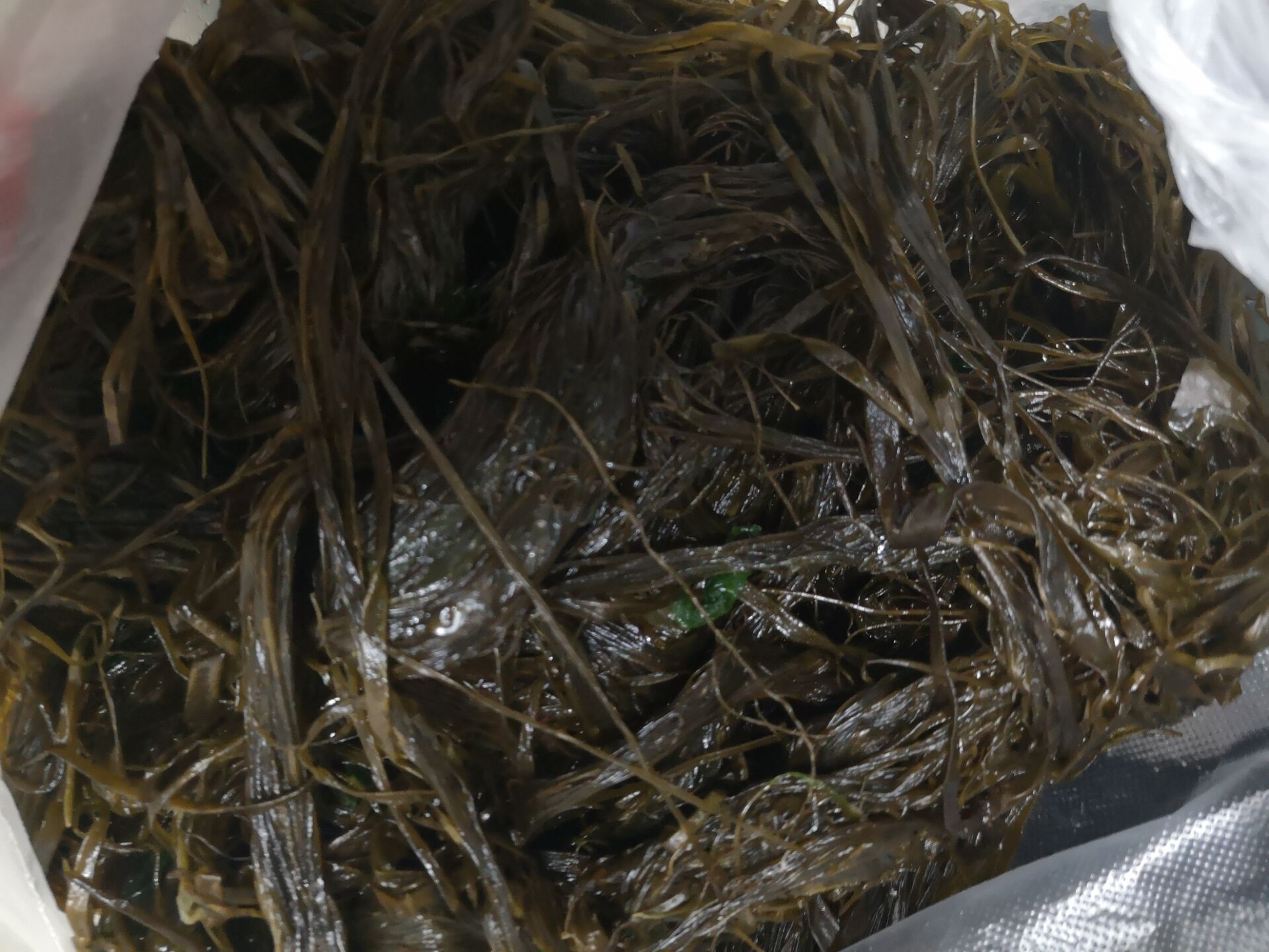 大连老菜的代表作海麻线包子外地人吃不到