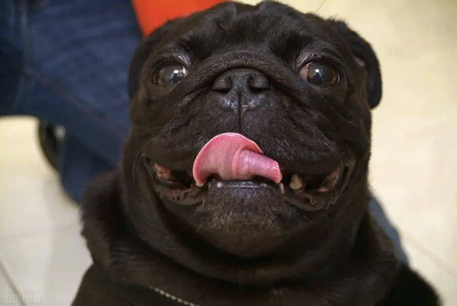 新手怎么挑选八哥犬巴哥犬的喂食以及护理方法等通通在这里 哔哩哔哩