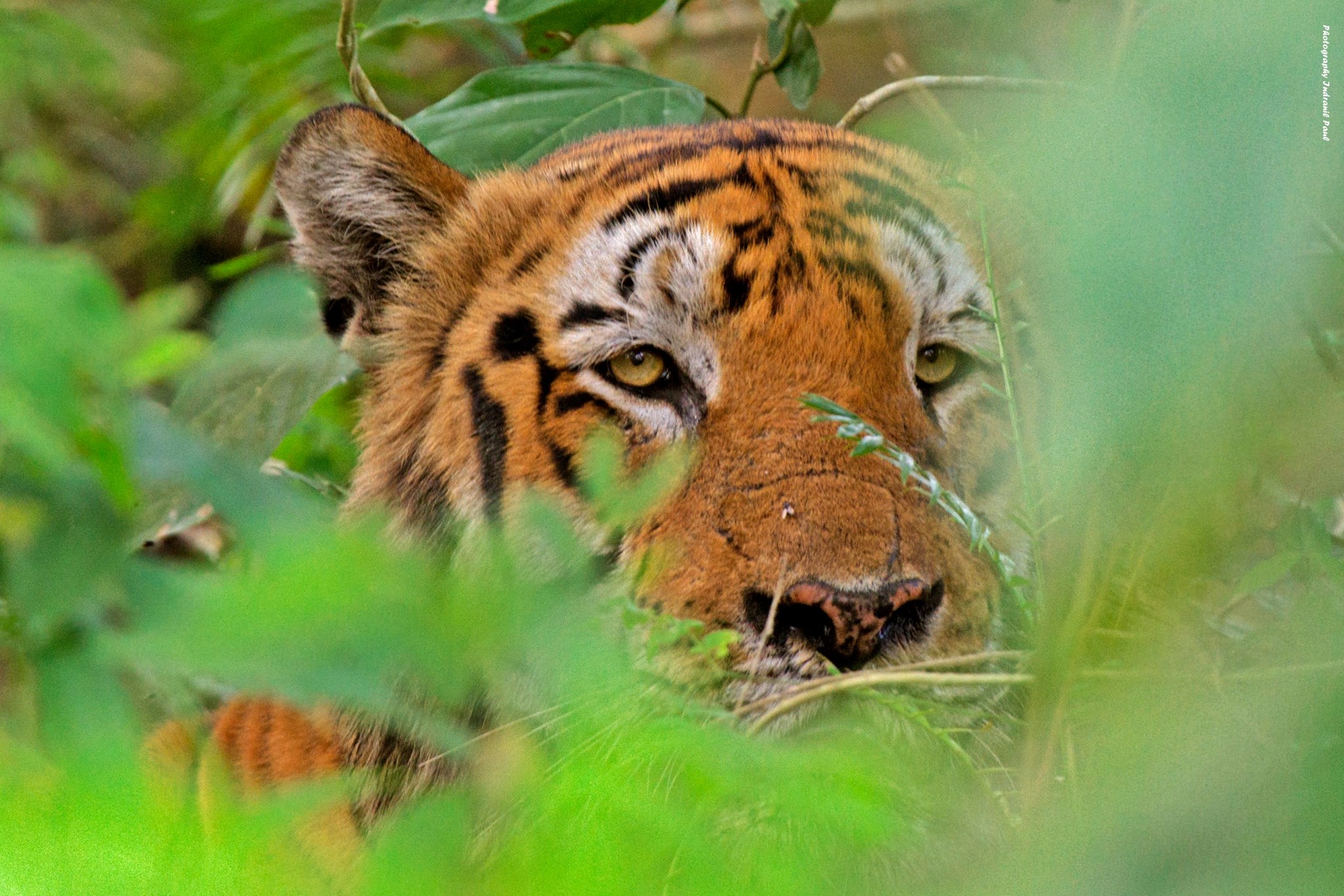 卡齐兰加的老虎图集领略下全世界最大的野生大猫种群上