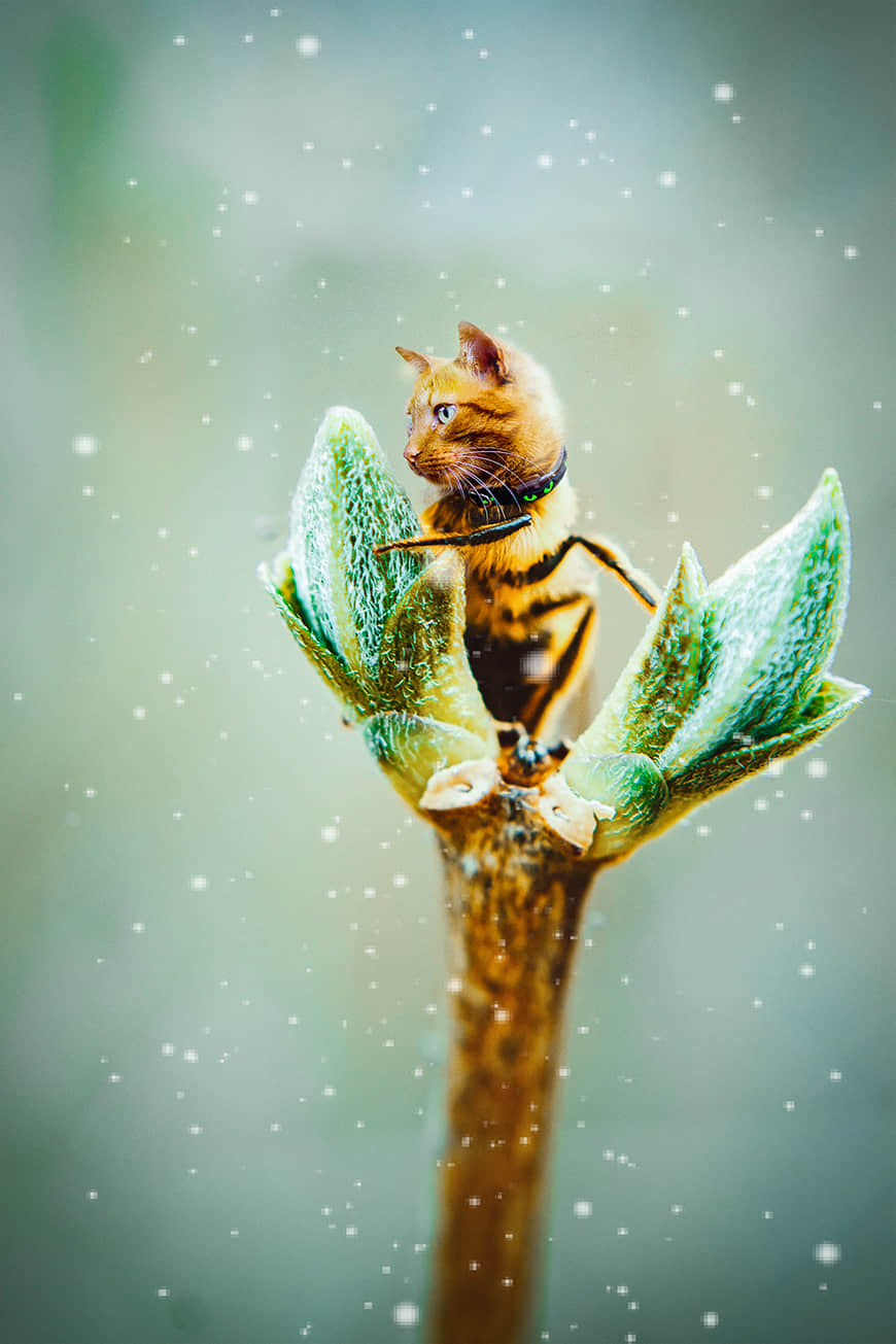 ps创意合成蜂猫