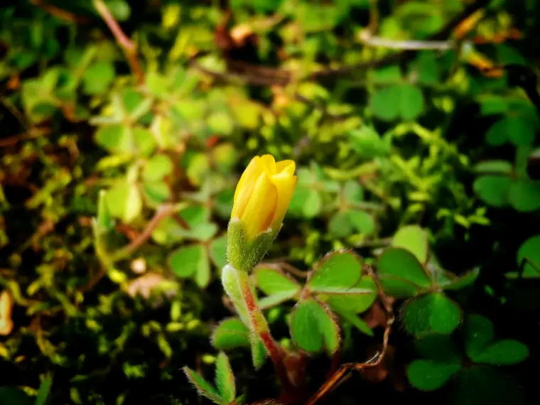 苔花如米小 也学牡丹开 哔哩哔哩
