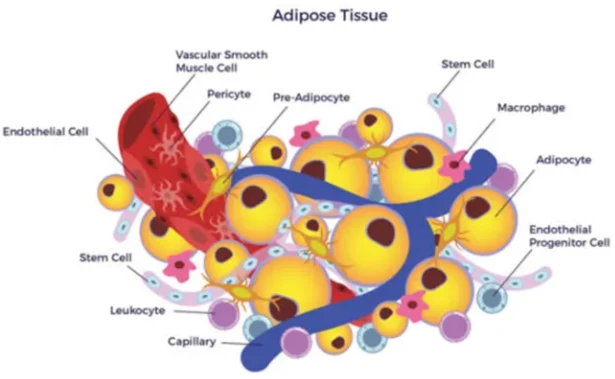 【脂肪组织干货篇】AAV脂肪组织特异性表达调控 - 哔哩哔哩