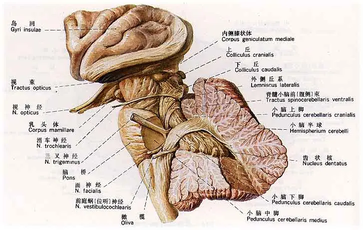脑干包括中脑，脑桥和延髓（也有说法是这三个部位合称脑干），完全可以称作神经中枢