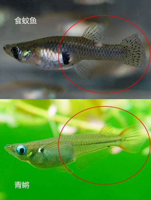 怎样分辨你野采的是食蚊鱼还是青鳉