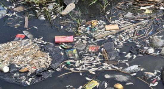 世界海洋日:海洋环境被大肆破坏,海洋生物的安全正在遭受威胁!