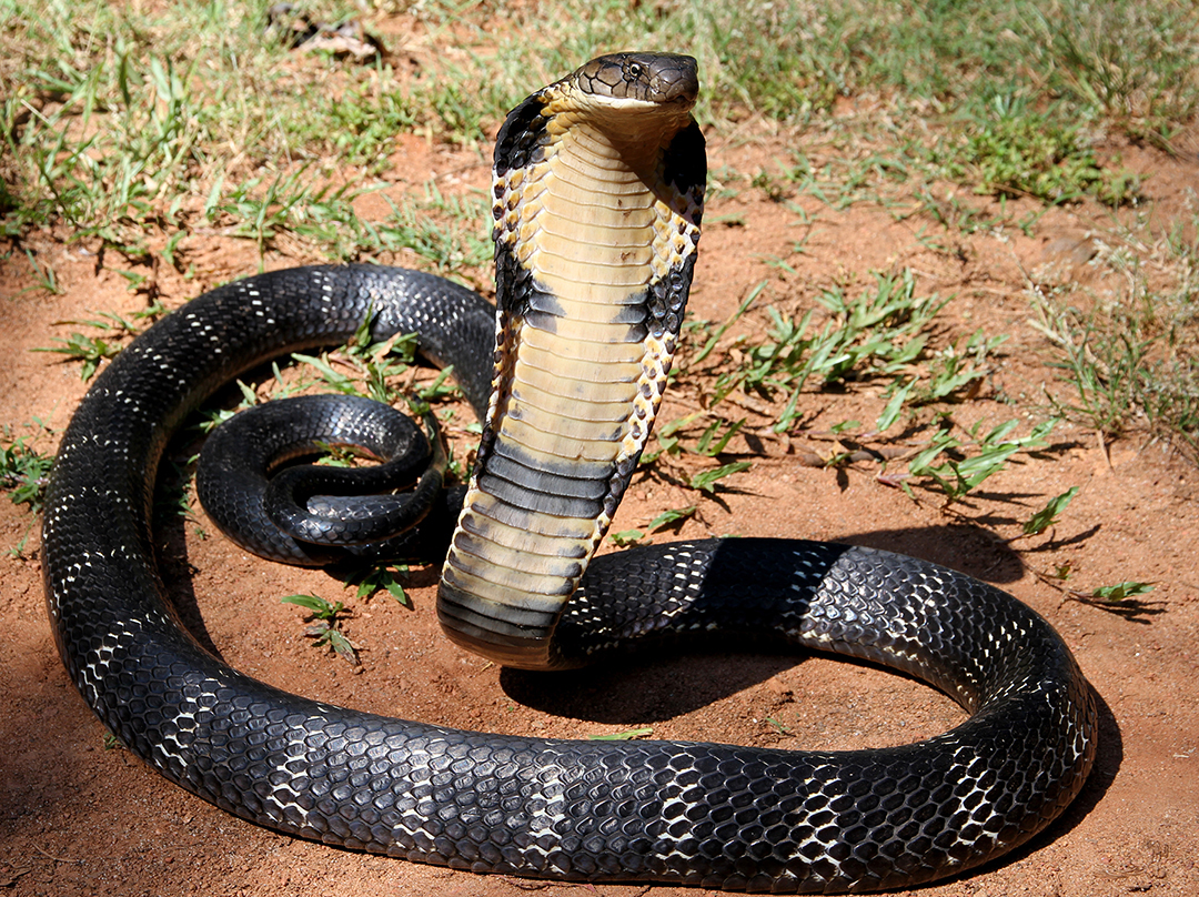 印度蟒Python molurus - 蟒蛇科普