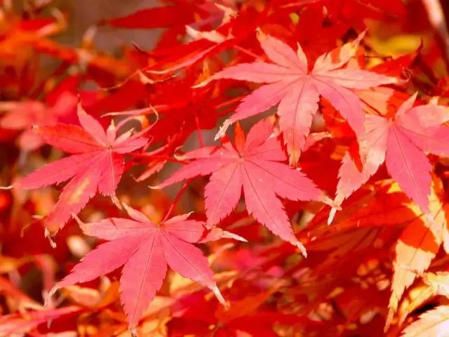 今年四川看红叶彩林去什么地方最美 四川扫红路线景点攻略出炉 哔哩哔哩