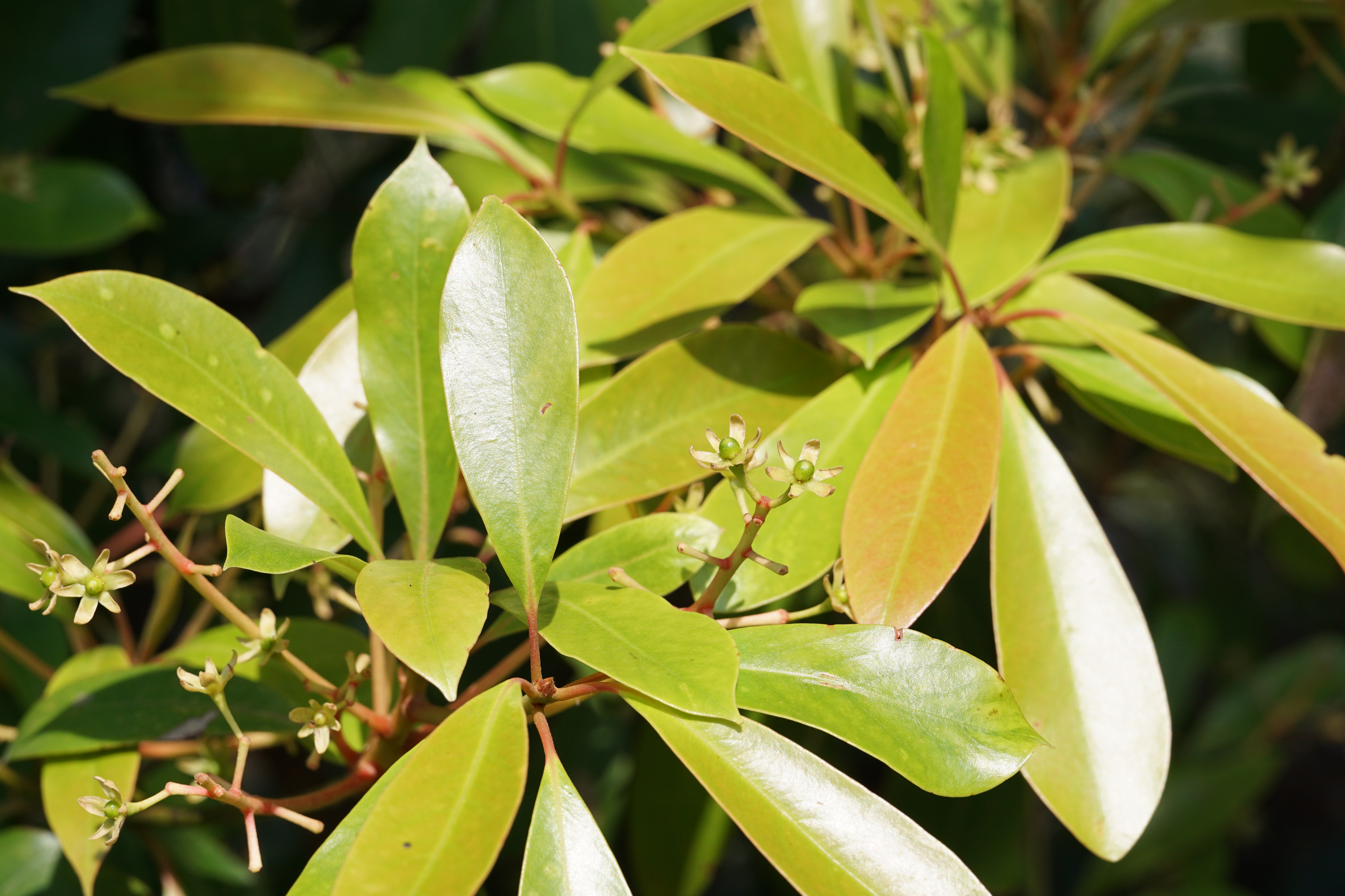 hindsii 山橘不起眼,但為新增的國家ii級保護植物 珊瑚樹/viburnum