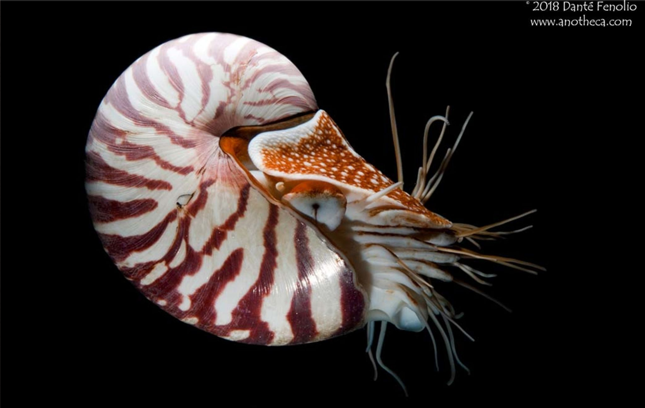 【物种译名】海员角超科Nautilaceae全物种译名 - 哔哩哔哩