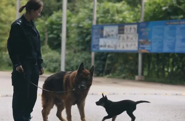10年警犬退役 狗狗被尊称老班长 每次看到大家出动还想跟去工作 哔哩哔哩