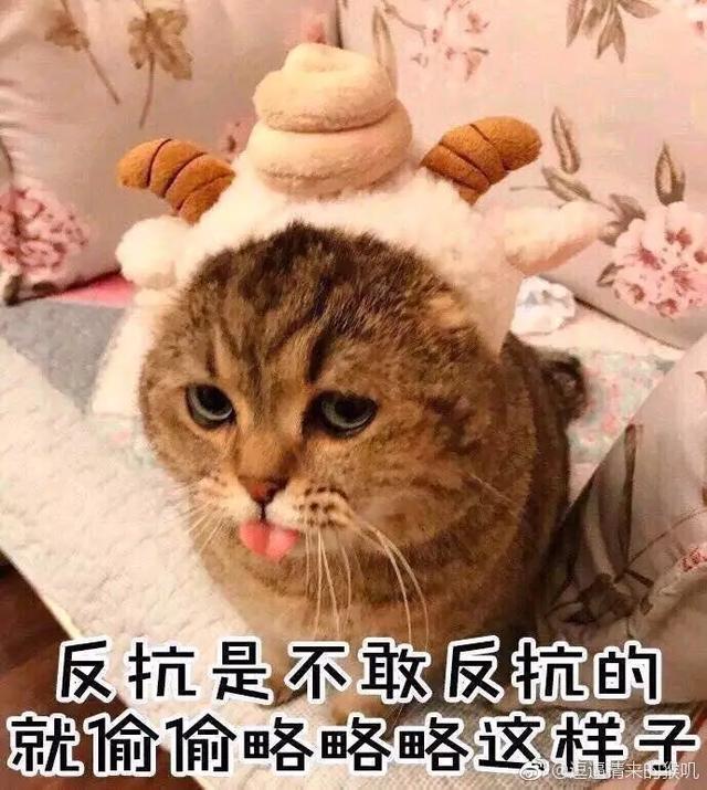 单身福音！养猫半月得对象！亲测有效！