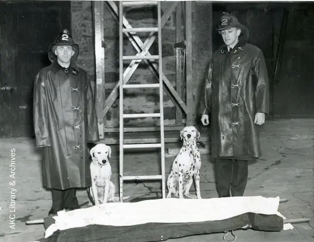 消防犬 狗狗最奇特的工作之一 然而尽是做赶鸡鸭鹅的事 哔哩哔哩