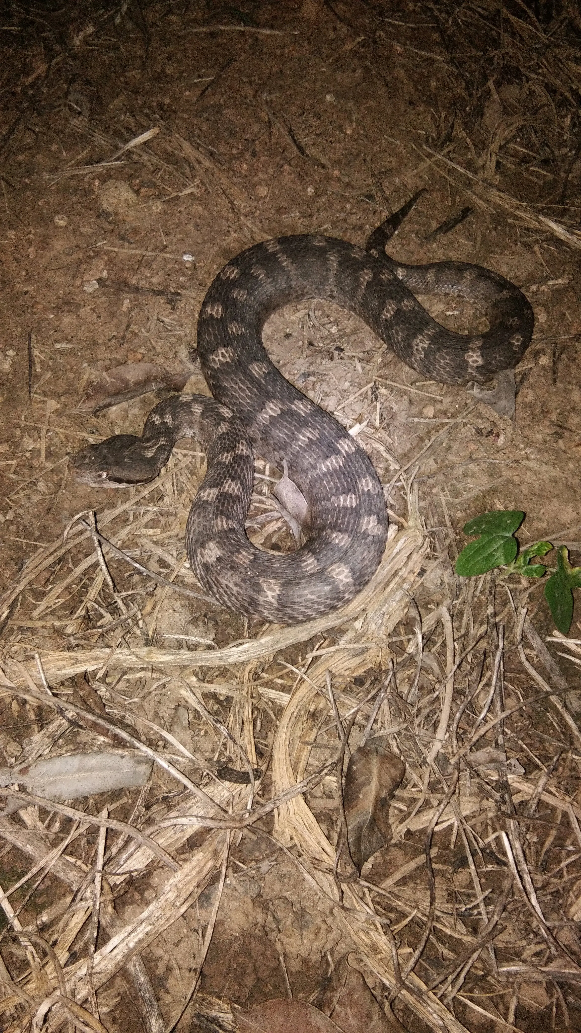 明显的,短尾曾有白眉蝮的称号其实分不分辨无所谓,咬伤都打抗蝮蛇血清