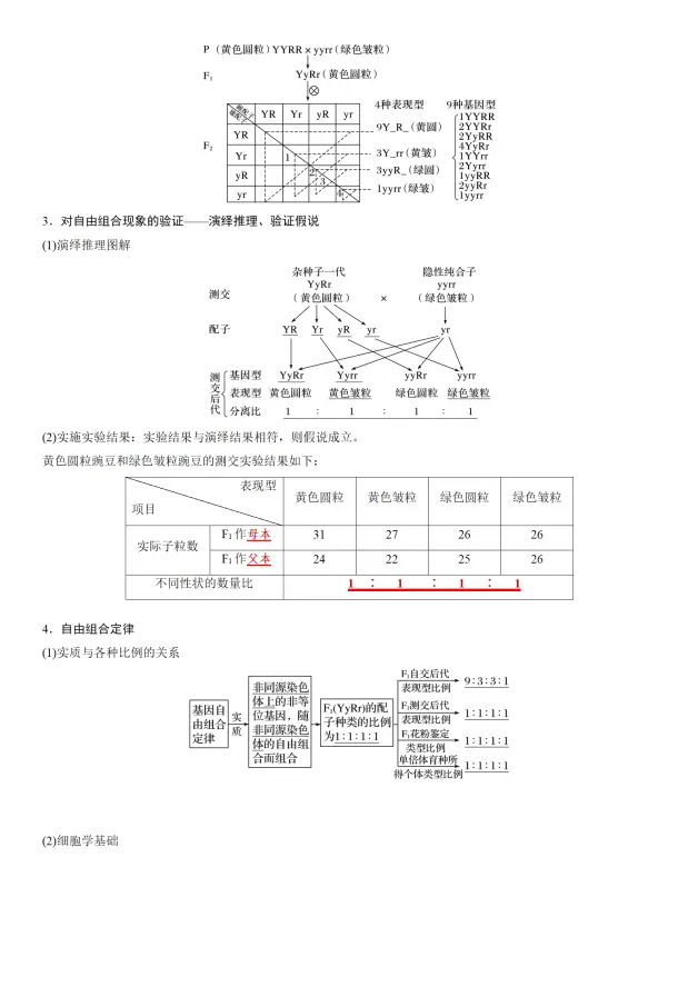 生物一轮复习15 基因的自由组合定律知识点板书 哔哩哔哩