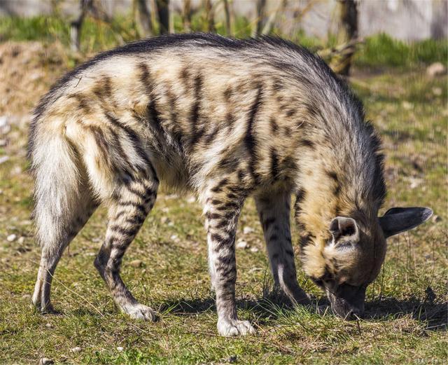 失去2020年宣布灭绝的物种